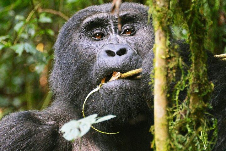 Trekking de gorila da montanha de Bwindi
