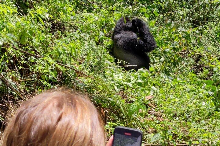 Trekking de gorila da montanha de Bwindi