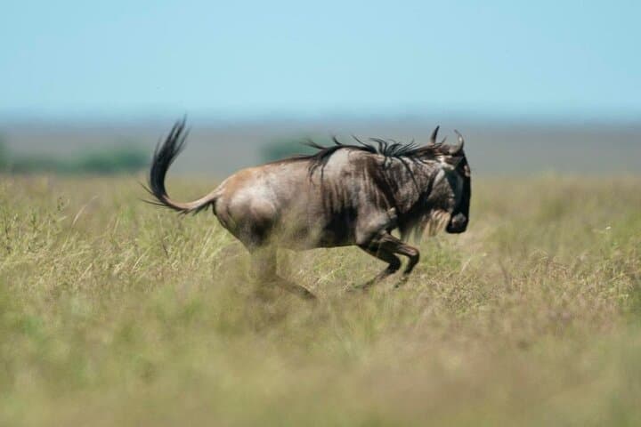 Day trip Safari to Mikumi National Park