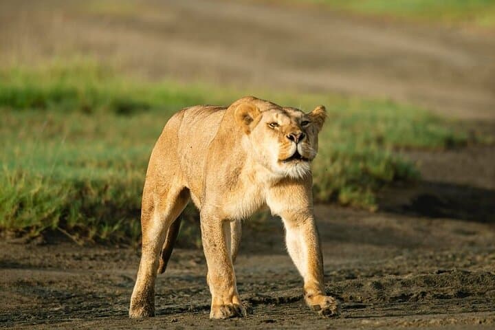 Day trip Safari to Mikumi National Park