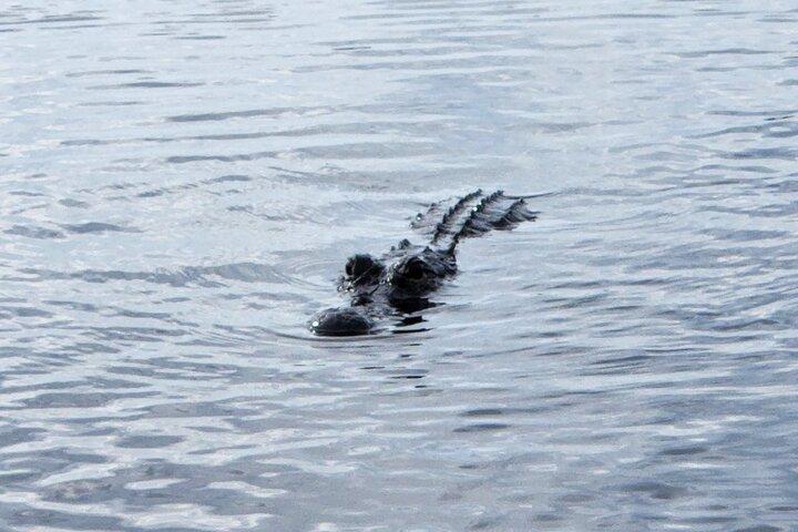 Everglades Alligator Airboat Tour mit Bustransfer ab Miami