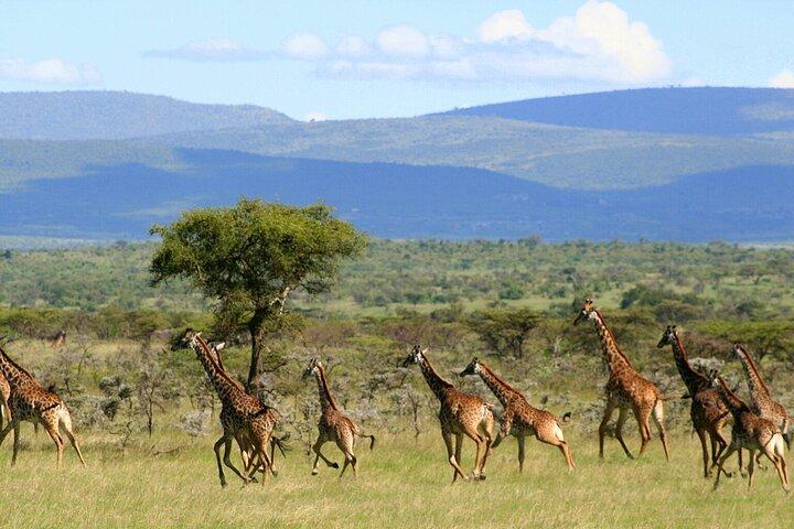 3 dages uforglemmelig Masai Mara Safari-tur