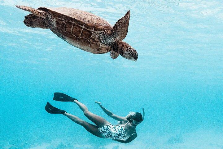 モーレア島のプライベートボートでラグーンと野生動物を発見