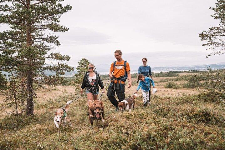 Huskyvandring och valpbesök med lunch