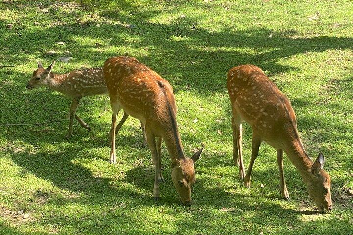 Excursions d'une journée de luxe exclusives à Serene Nara