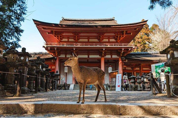 Excursions d'une journée de luxe exclusives à Serene Nara