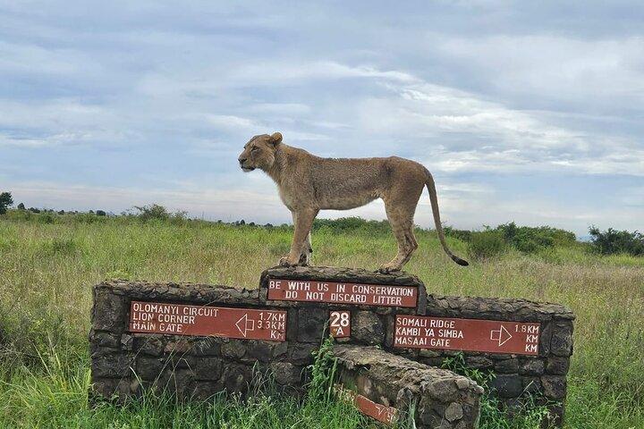 Rejser til Nairobi National Park, Beads Factory og Giraffe Centre