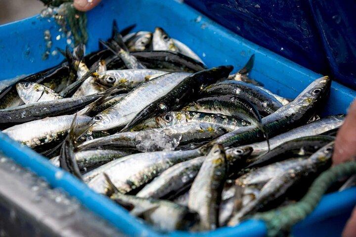 Porto en Matosinhos: sardineproductie - kleine groepsreis
