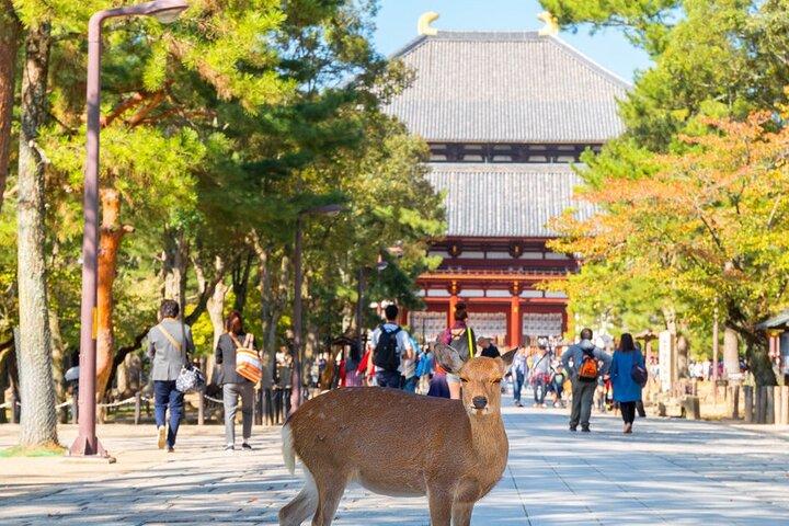 大阪・京都・奈良のハイライト英語で話すツアー