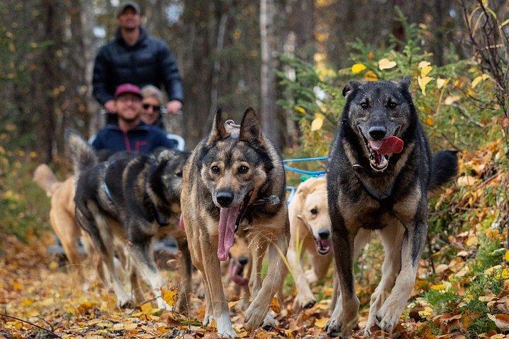 アンカレッジからの犬ぞりと景色のよいドライブ