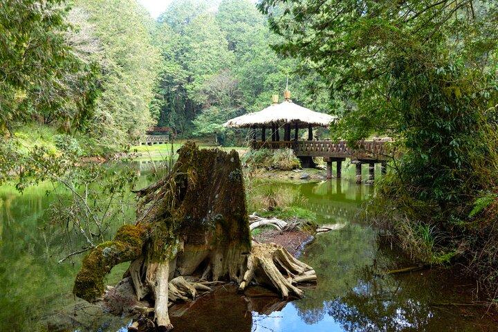 Alishan Join-in Day Tour da Taichung (incl. ingresso al parco)