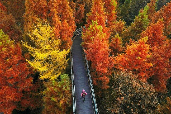 Jangtaesan Autumn Foliage & Daejeon Highlights Day Tour da Seoul