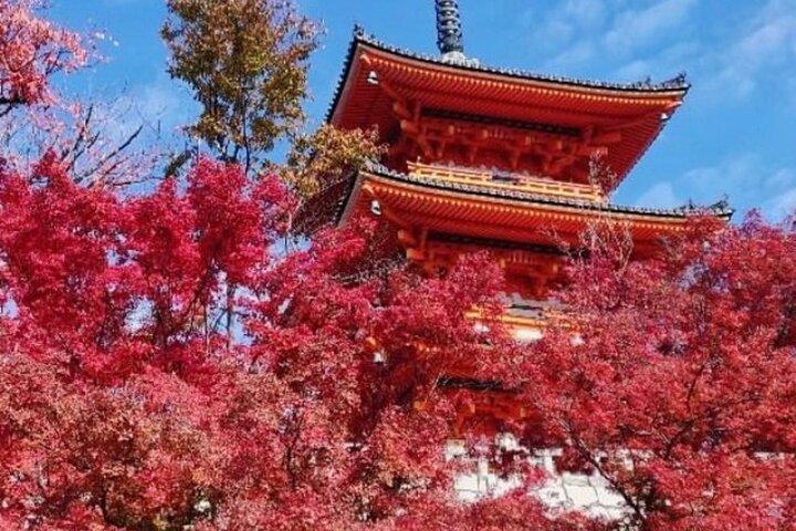 京都ツアー 12時間 プライベート名古屋送迎あり