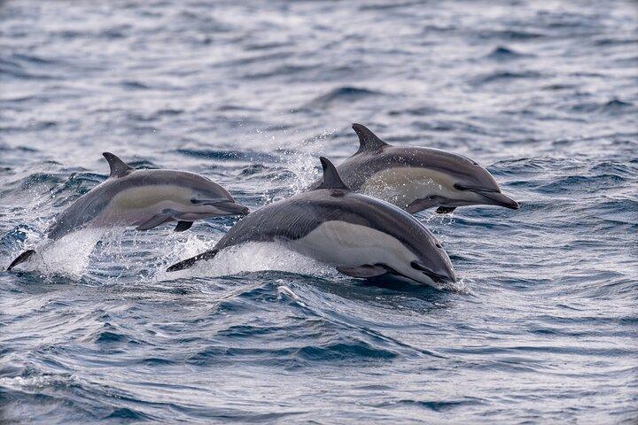 Delfiner och valar med RIB-båt i Funchal