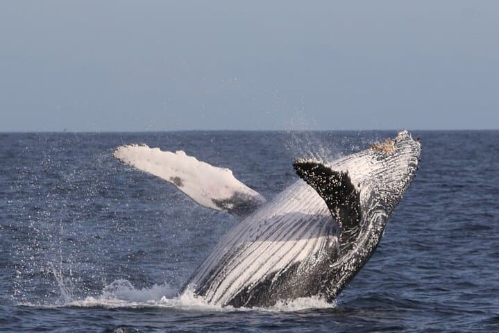 Marine Big 5 Safari with Transport from Cape Town