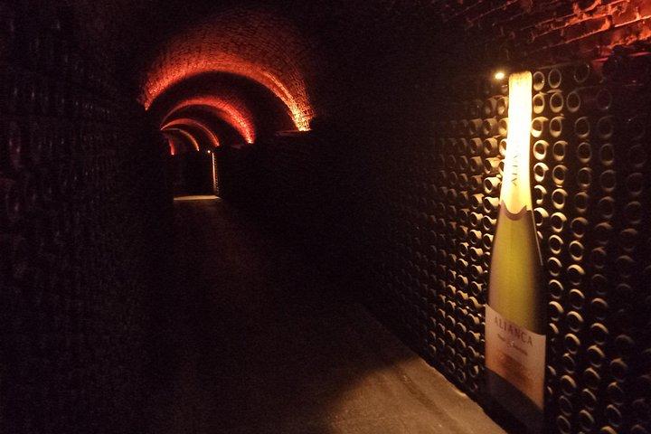 Bairrada Winery Route, half day from Coimbra