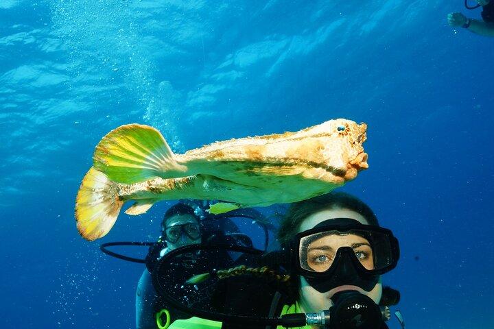 Two Dives and Class for Begginers Divers in Cancun