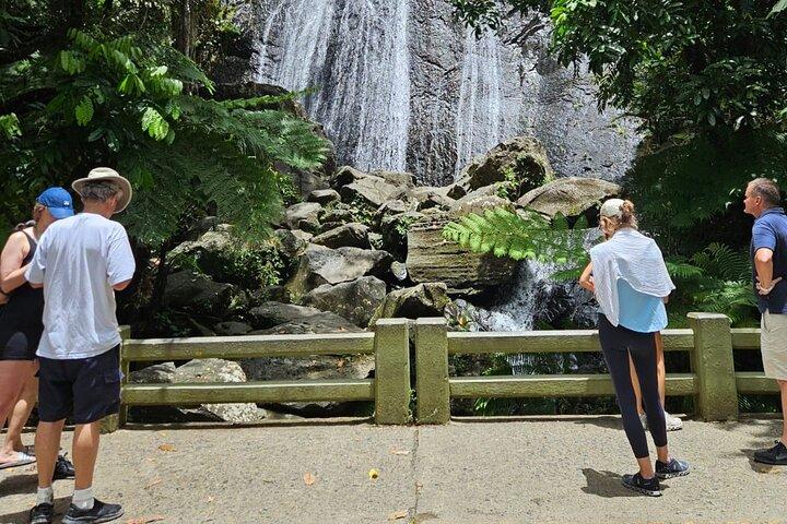 サンファン発エル・ユンケ国立森林公園半日ツアー