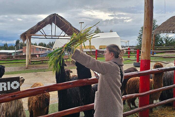 Cusco: Alpaka- und Lamafarm-Tour mit Transfer- und Webdemo