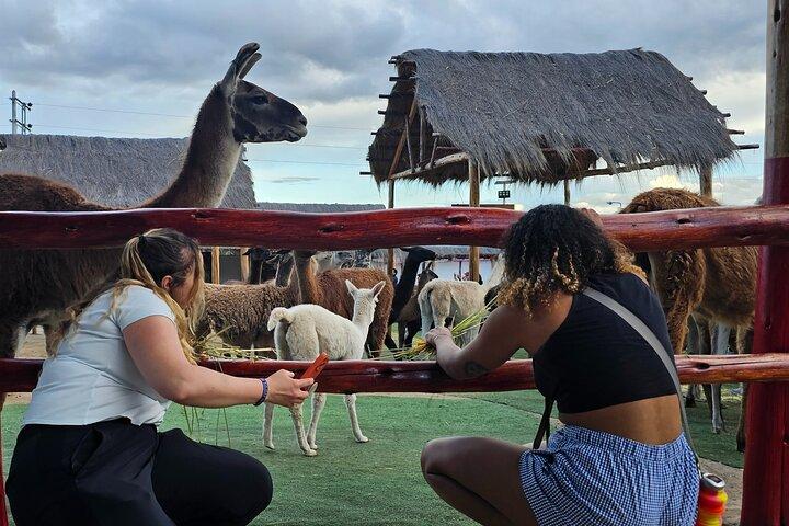 Cusco: Alpaka- und Lamafarm-Tour mit Transfer- und Webdemo