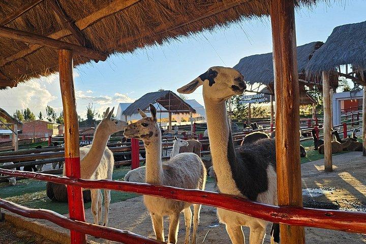 クスコ：アルパカとラマの農場ツアー（送迎と機織りのデモ付き）