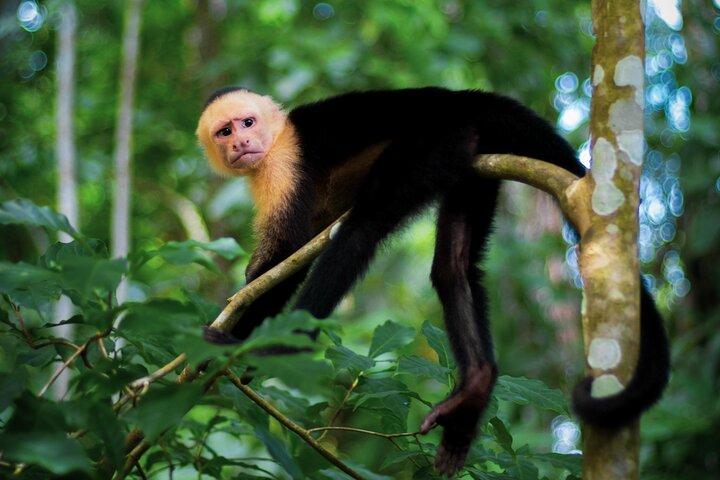 Tour in buggy di 2 ORE + Cascate a Jaco Beach e Los Suenos