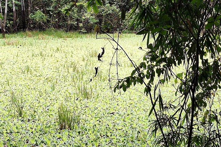 アマゾンの未開の探検 3日間2泊 パカヤ サミリア