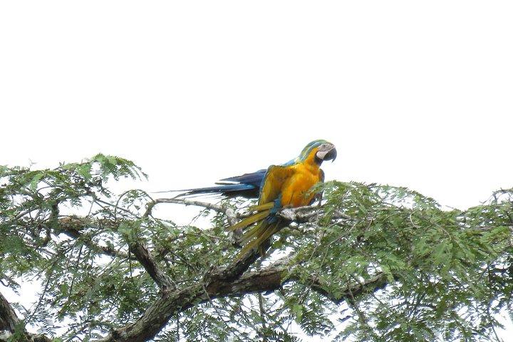 ドラド湖パカヤサミリア国立保護区での10日間の遠征
