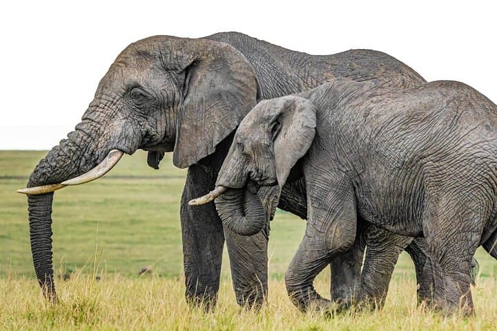 3Day Small Group Masai Mara Safari Tour