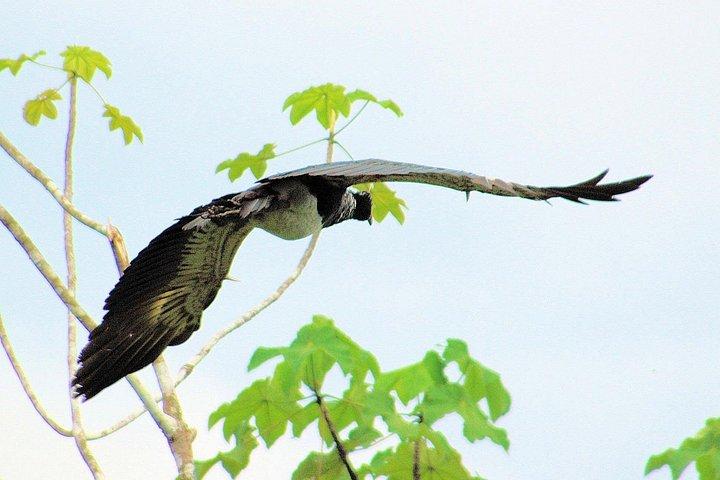 アマゾン パラダイス パカヤ サミリア国立保護区 4泊5日