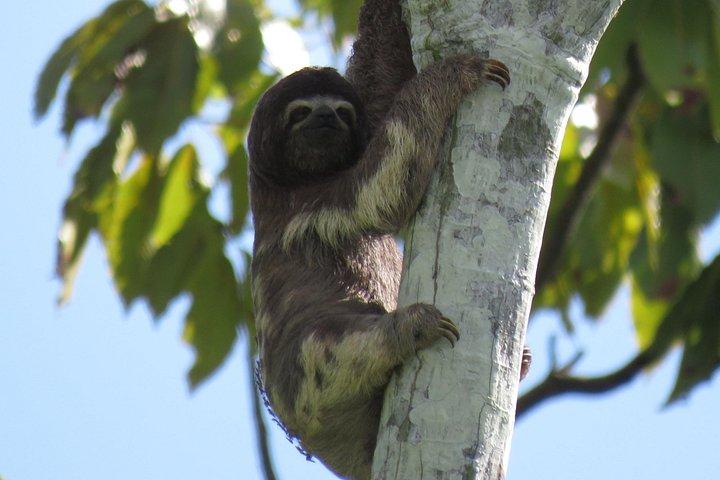アマゾン パラダイス パカヤ サミリア国立保護区 4泊5日