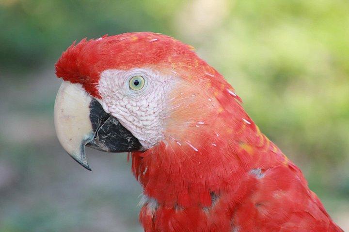 アマゾン パラダイス パカヤ サミリア国立保護区 4泊5日