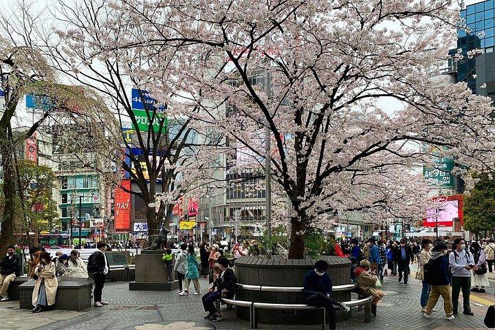 成田空港から日本のハチ公市までのプライベート送迎