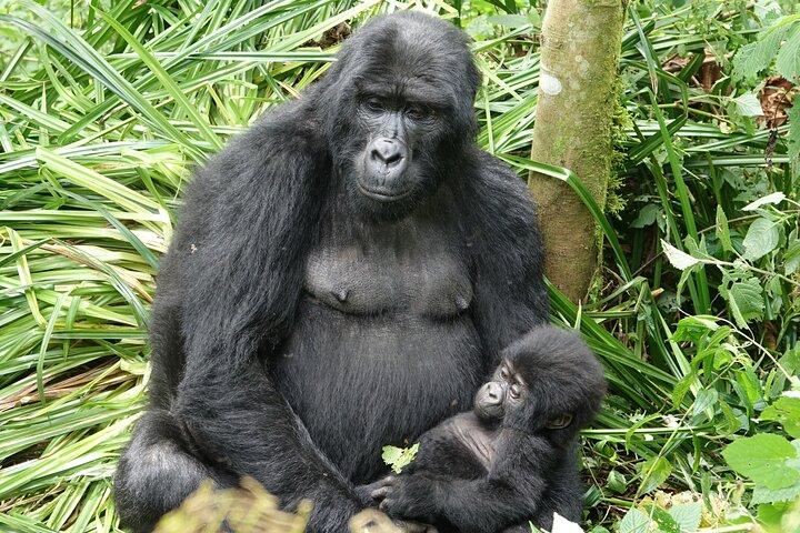 3 dias de rastreamento de gorilas em Uganda