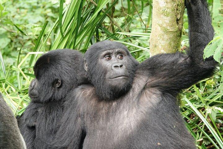 3 dias de rastreamento de gorilas em Uganda