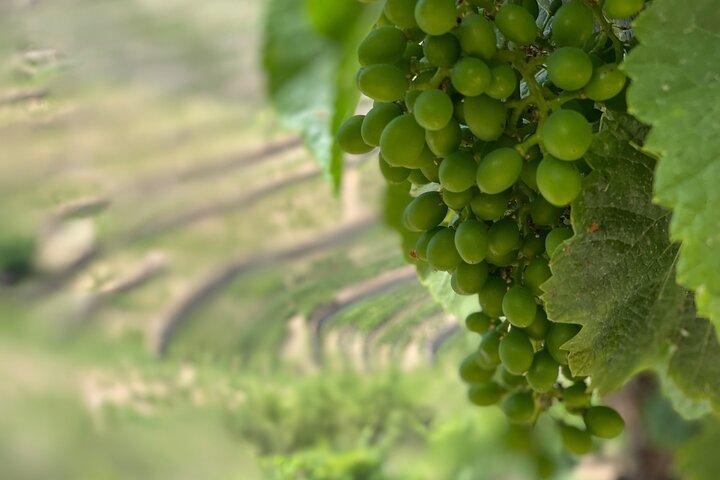 Privétour van Porto naar de Douro-vallei met boottocht op de rivier