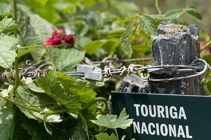 Privétour van Porto naar de Douro-vallei met boottocht op de rivier