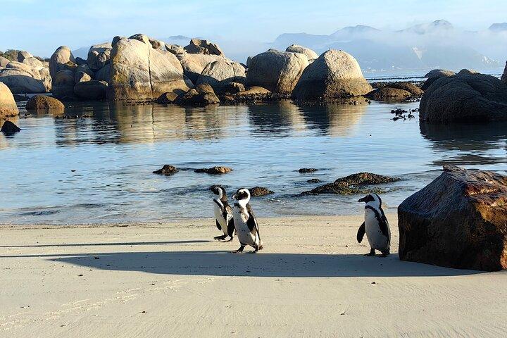 Cape Peninsula Tour