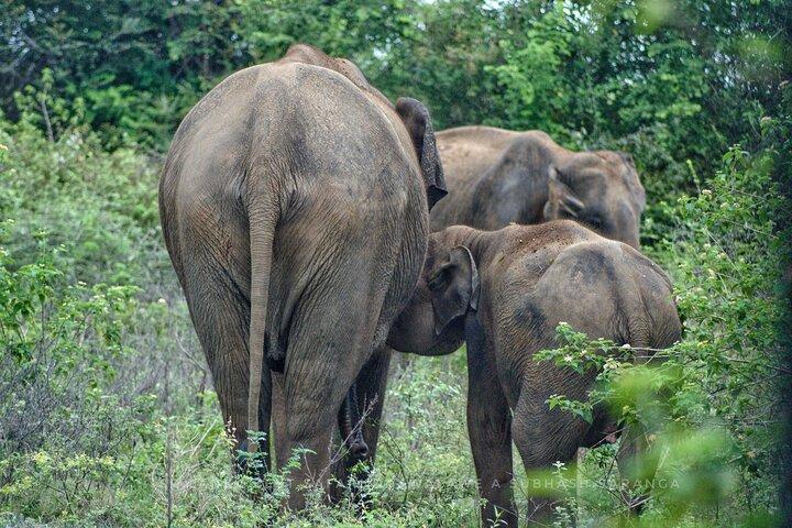 Udawalawe Nationalpark | Private Jeep Safari Touren