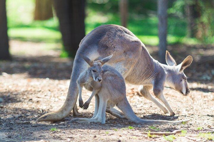 Wilde Kängurus und eine Kreuzfahrt in Sydney: Ein privates Wildlife-Abenteuer