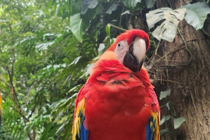 寄港地観光：モンキー＆ナマケモノ保護区でのシュノーケル アドベンチャー