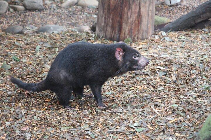 シドニーの野生カンガルーとクルーズ：プライベートな野生動物アドベンチャー