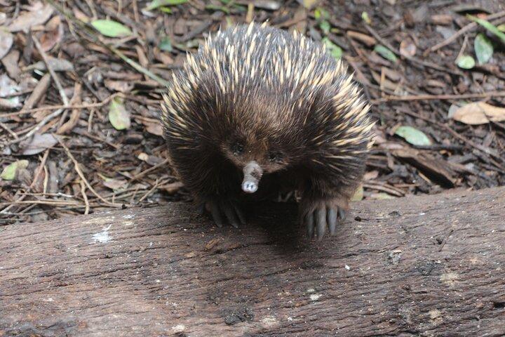 シドニーの野生カンガルーとクルーズ：プライベートな野生動物アドベンチャー