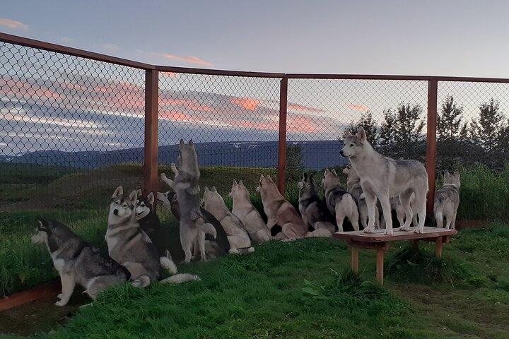 Husky Petting, i Akureyri