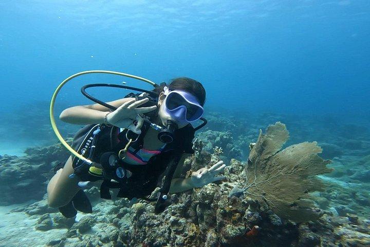 Private Dive + videographer/Photographer (Certified divers only)