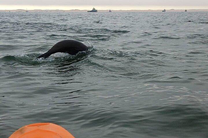 Excursão de Kayaking e Sandwich Harbour