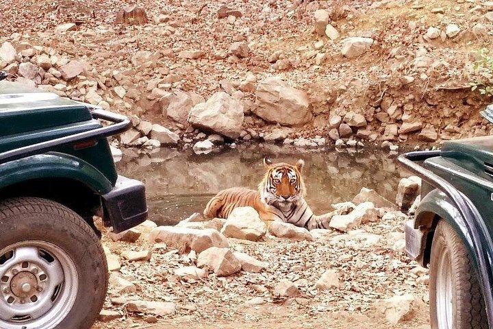ジャイプールからランタンブールサファリへの日帰り旅行