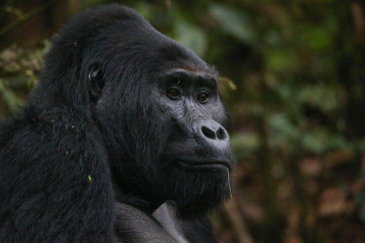 10 dagars klassisk Rwandasafari