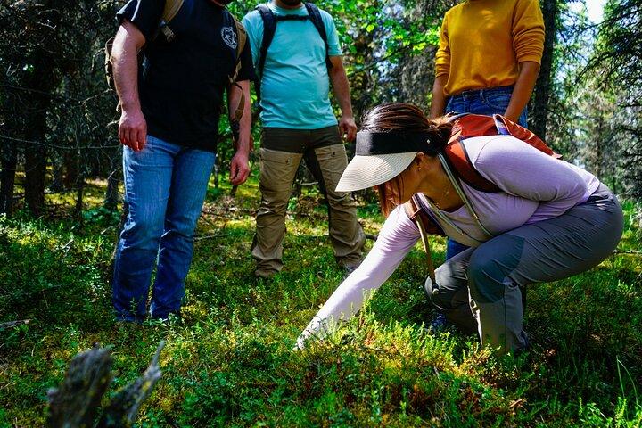 Denali Off-Trail Hiking Adventure (4 Hours) w/Expert Naturalist