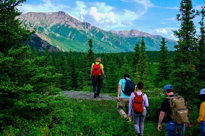 Denali Off-Trail Hiking Adventure (4 Hours) w/Expert Naturalist